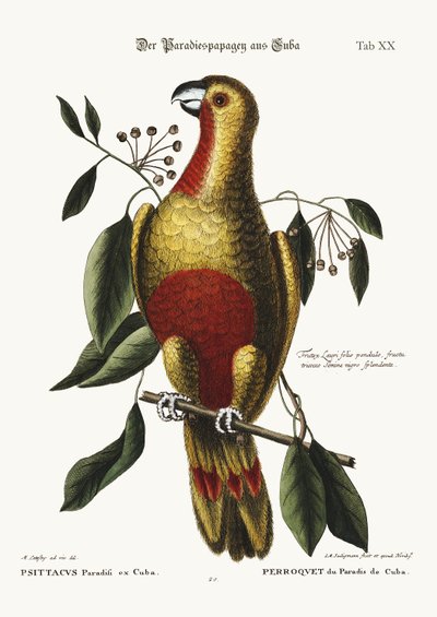 Der Paradiesvogel von Kuba, 1749-73 von Mark Catesby